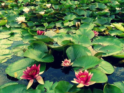 lily water macro