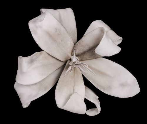 lily white blossom