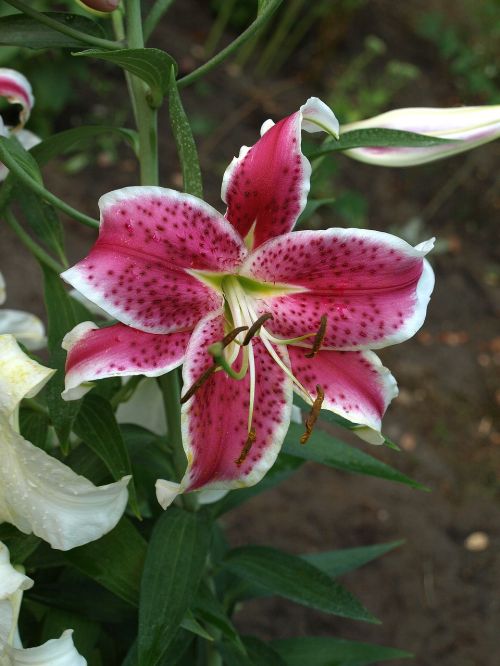lily lilium oriental hybrids flower