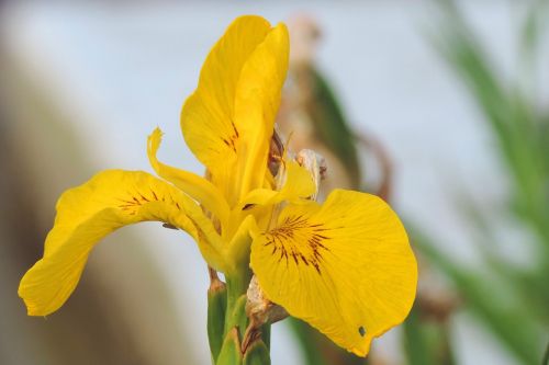 lily yellow garden