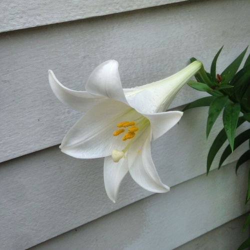 lily easter lily flower