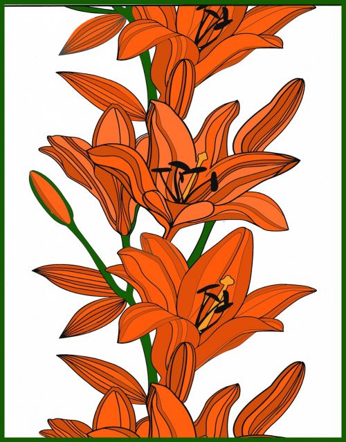 lily flowers orange