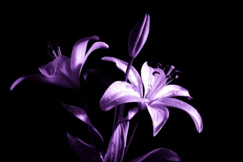 lily lilies purple