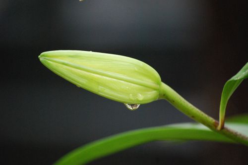 lily flowers macro