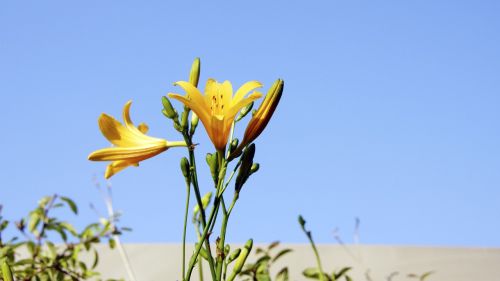 lily flowers sky