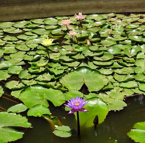 lily flower purple