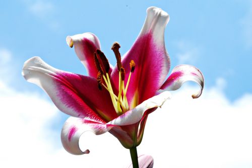 lily flower nature