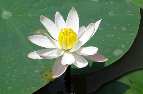 lily water lily white