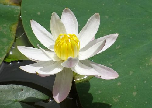 lily flower waterlily