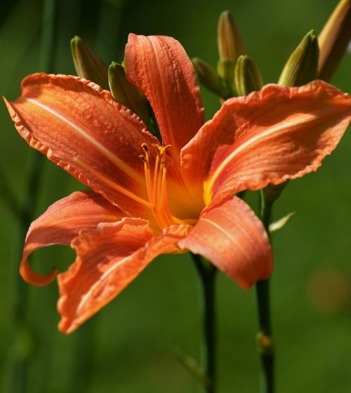 lily orange macro