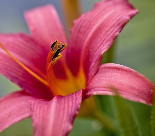 lily flower blossoming