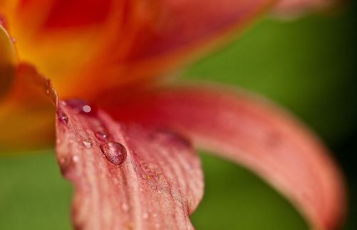 lily flower after the rain