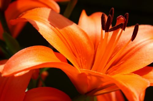 lily orange flora