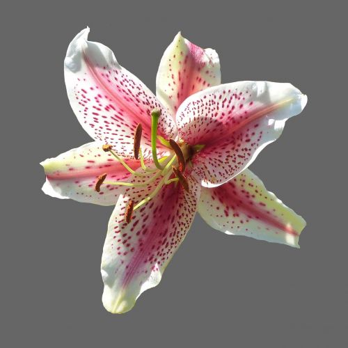 lily blossom bloom