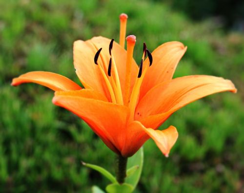 lily early flower