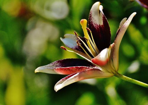 lily flower plant