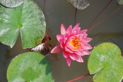 lily water lily flower