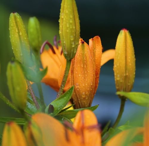 lily closeup beauty