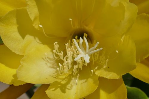 lily plant flower