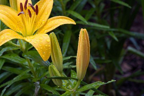 lily yellow lily family