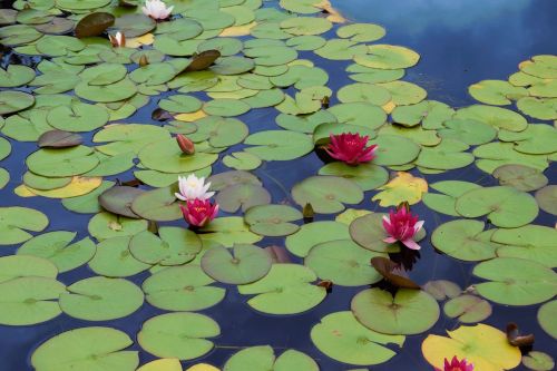 lily water lotus