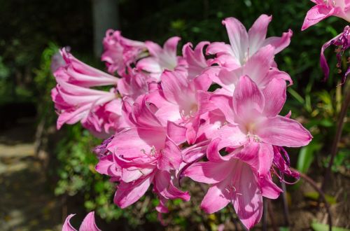 lily daylily botanical