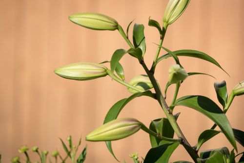 lily bud plant