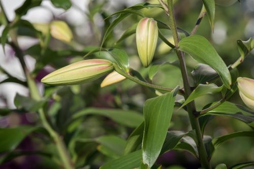 lily bud plant