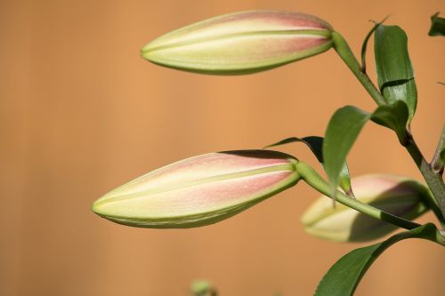 lily bud plant