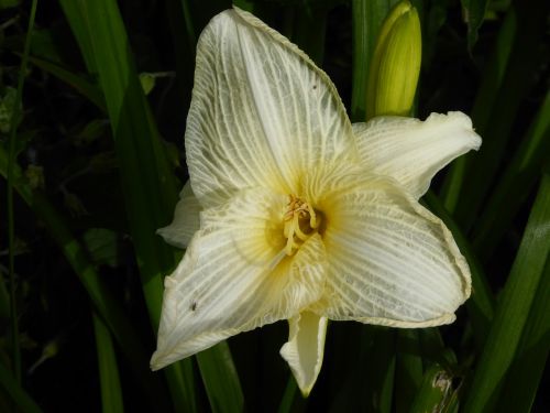 lily yellow nature
