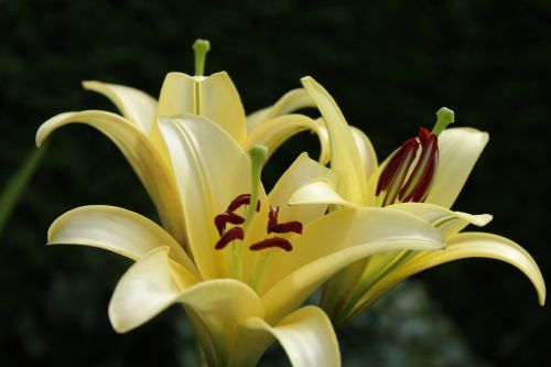 lily yellow flowers