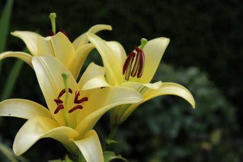 lily yellow flowers