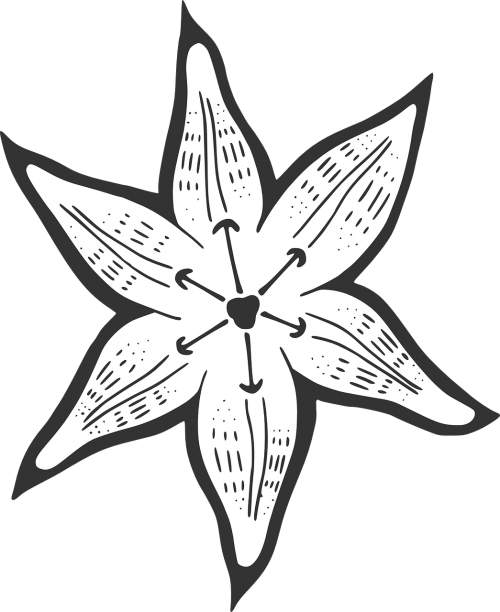 lily flower botany