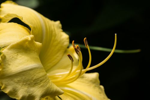lily garden flower