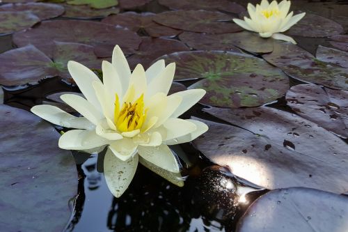 lily water pond