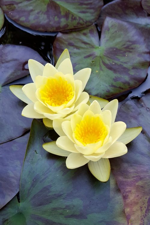 lily water pond