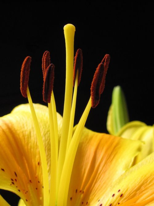lily pyrenees lily lilium pyrenaicum
