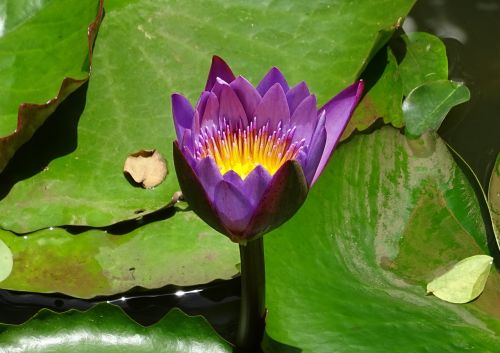 lily flower nymphaea tina