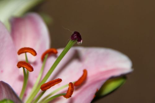 lily pistil pollen threads