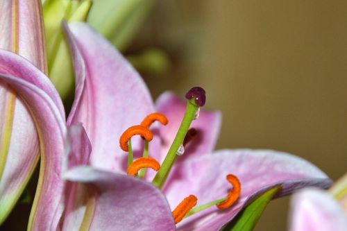 lily pistil pollen