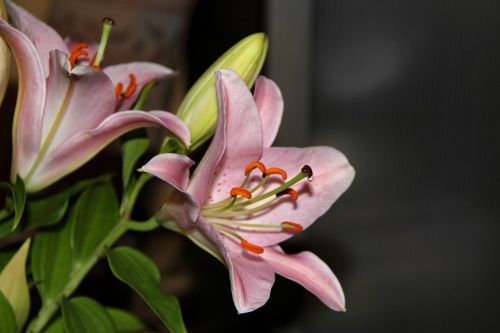 lily daylily blossom