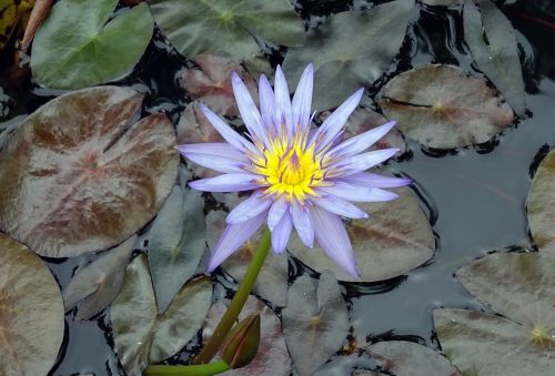 lily water lily nymphaea nouchali