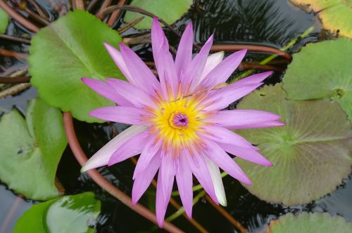 lily water lily cape blue waterlily