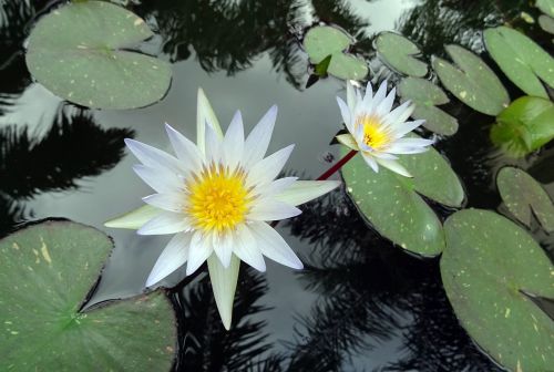 lily water lily white