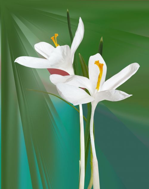 lily arrangement mask