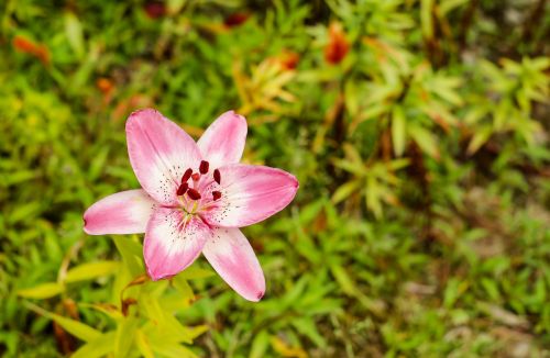 lily flower blossom