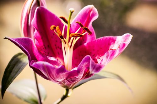 lily flower nature