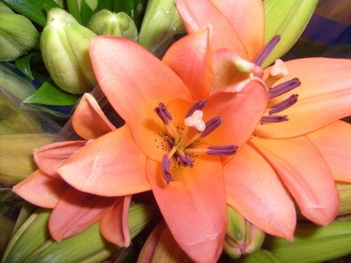 lily lilies orange
