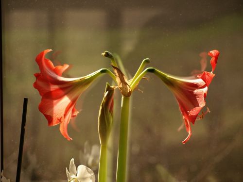 lily flower bokeh