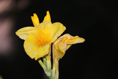 lily concerning flower